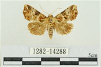 弧角散紋夜蛾藏品圖，第1張