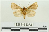 弧角散紋夜蛾藏品圖，第2張