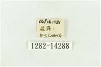 弧角散紋夜蛾藏品圖，第3張