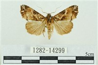 粉紅帶散紋夜蛾藏品圖，第1張