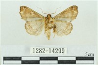 粉紅帶散紋夜蛾藏品圖，第2張