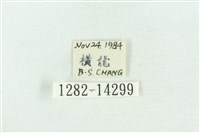 粉紅帶散紋夜蛾藏品圖，第3張