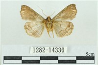 粉紅帶散紋夜蛾藏品圖，第2張