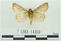 粉紅帶散紋夜蛾藏品圖，第2張