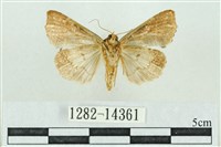 粉紅帶散紋夜蛾藏品圖，第2張