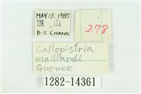 粉紅帶散紋夜蛾藏品圖，第3張