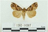 粉紅帶散紋夜蛾藏品圖，第1張