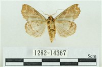 粉紅帶散紋夜蛾藏品圖，第2張