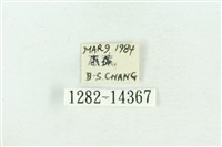 粉紅帶散紋夜蛾藏品圖，第3張