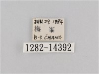 斜紋夜盜蛾藏品圖，第3張