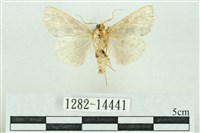 粉紅帶散紋夜蛾藏品圖，第2張