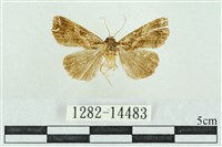 粉紅帶散紋夜蛾藏品圖，第1張