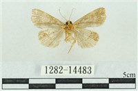 粉紅帶散紋夜蛾藏品圖，第2張