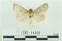 粉紅帶散紋夜蛾藏品圖，第2張