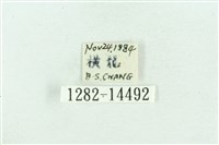 粉紅帶散紋夜蛾藏品圖，第3張