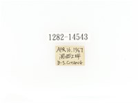 臺灣角金龜藏品圖，第2張
