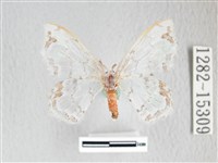 阿里山銀鉤蛾藏品圖，第1張