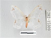 阿里山銀鉤蛾藏品圖，第2張