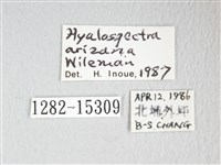 阿里山銀鉤蛾藏品圖，第3張