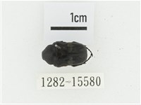 橫斑黑花金龜藏品圖，第1張