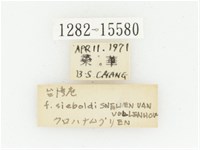 橫斑黑花金龜藏品圖，第3張
