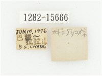 叉斑陷紋金龜藏品圖，第3張