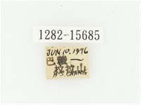 叉斑陷紋金龜藏品圖，第2張