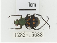 黃肩長腳花金龜藏品圖，第1張