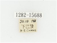 黃肩長腳花金龜藏品圖，第2張