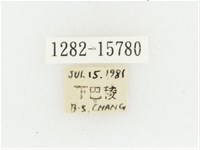 黃肩長腳花金龜藏品圖，第2張