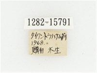 黃肩長腳花金龜藏品圖，第2張