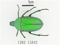 金艷騷金龜藏品圖，第1張