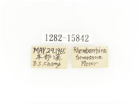 金艷騷金龜藏品圖，第2張