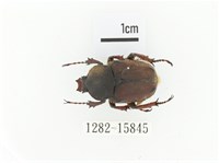 臺灣角金龜藏品圖，第1張