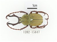 臺灣角金龜藏品圖，第1張