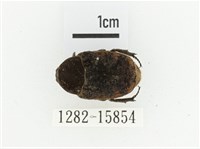 橙斑花金龜藏品圖，第1張