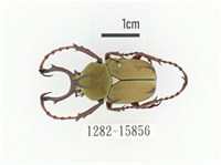 臺灣角金龜藏品圖，第1張