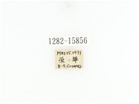 臺灣角金龜藏品圖，第2張