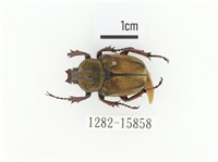 臺灣角金龜藏品圖，第1張