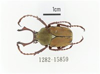 臺灣角金龜藏品圖，第1張