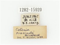 艷邊花金龜藏品圖，第2張