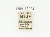 橙斑花金龜藏品圖，第2張