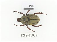 臺灣角金龜藏品圖，第1張