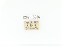 臺灣角金龜藏品圖，第2張