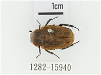 絨毛陷紋金龜藏品圖，第1張