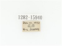 絨毛陷紋金龜藏品圖，第2張