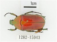 金艷騷金龜藏品圖，第1張