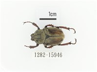 臺灣角金龜藏品圖，第1張