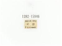 臺灣角金龜藏品圖，第2張