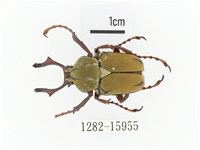 臺灣角金龜藏品圖，第1張